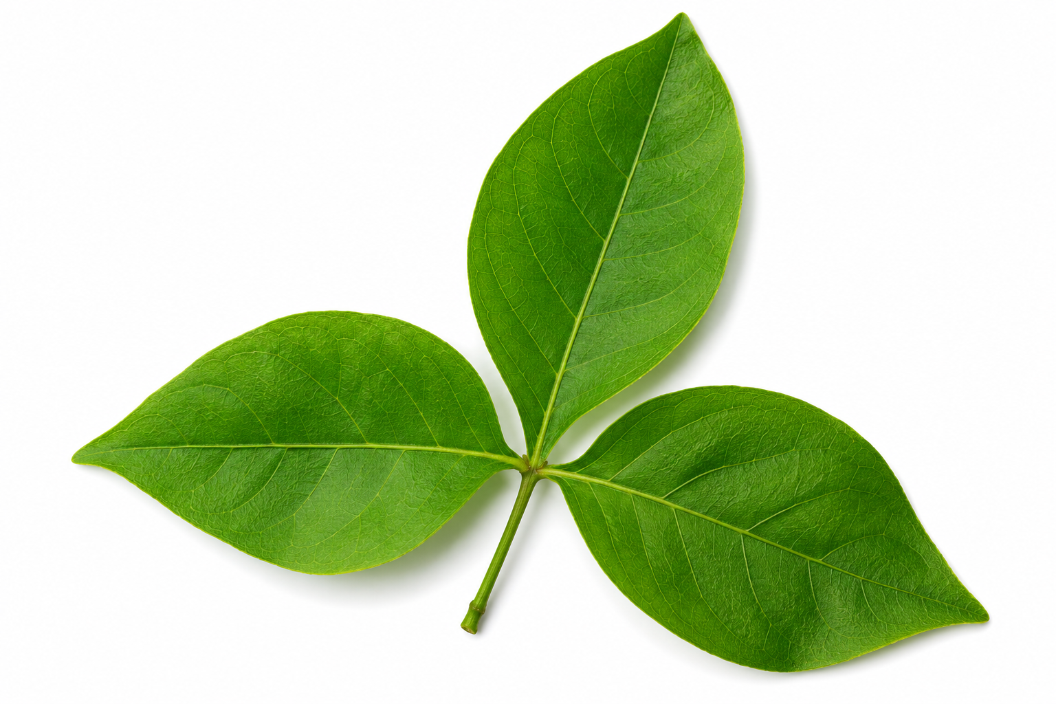 Belpatra and Sacred Leaves
