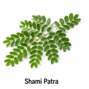 Store shami patra